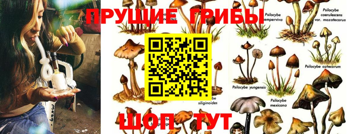 Галлюциногенные грибы Psilocybine cubensis Зеленогорск